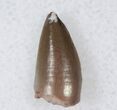 Posterior Phytosaur (Pseudopalatus?) Tooth #17200-1